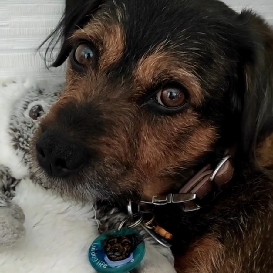 Life with Your Dog: Inspiration, Activities & Expert Advice